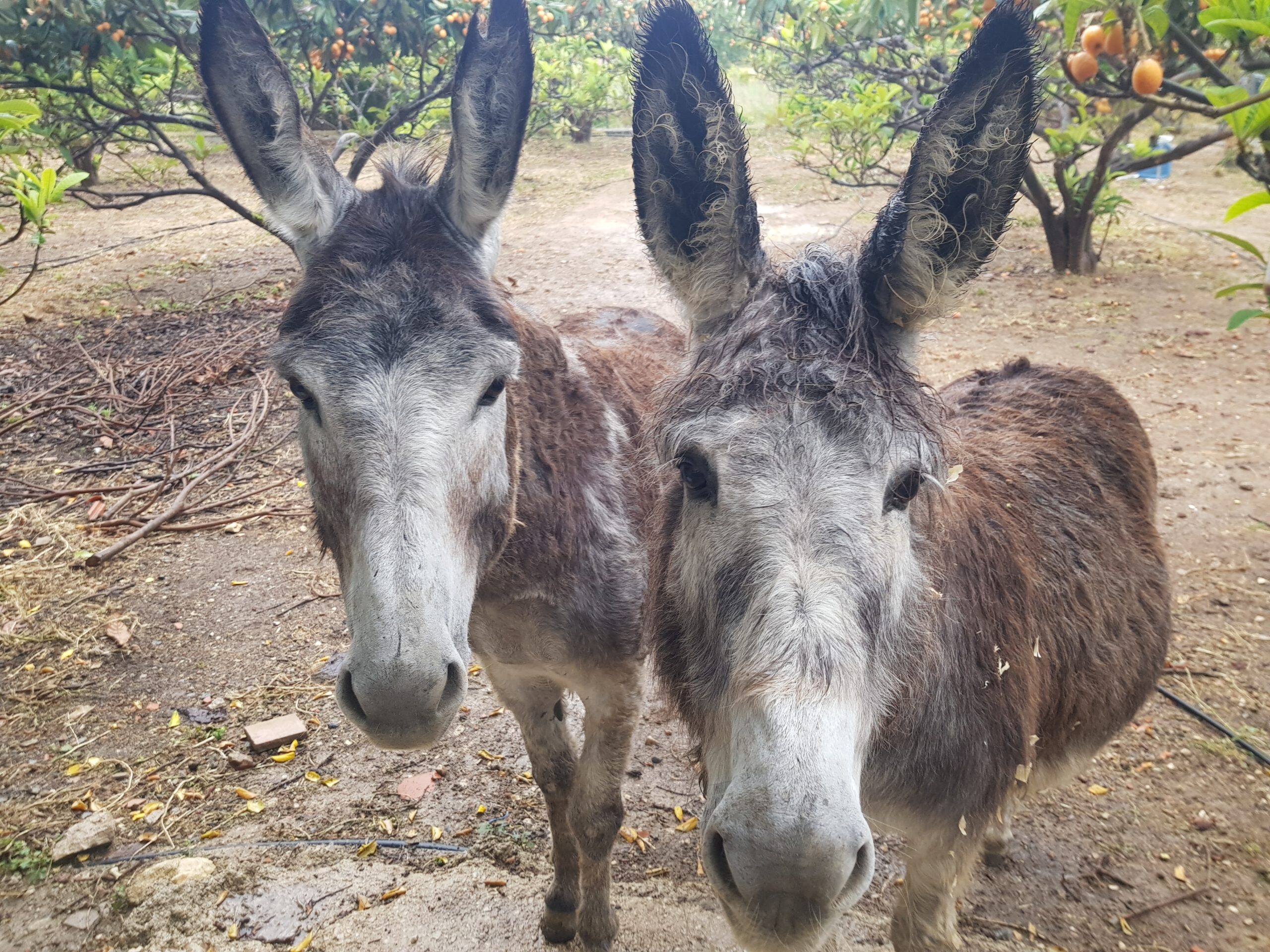 Two donkeys standing in the sanctuary orchard, looking at the camera