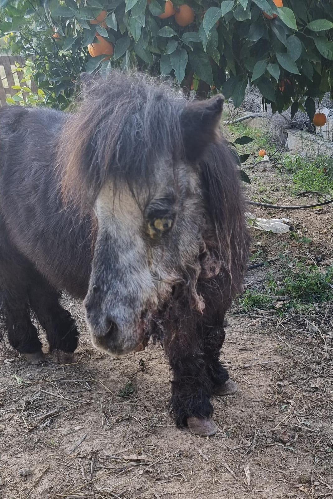 Molly (poni)