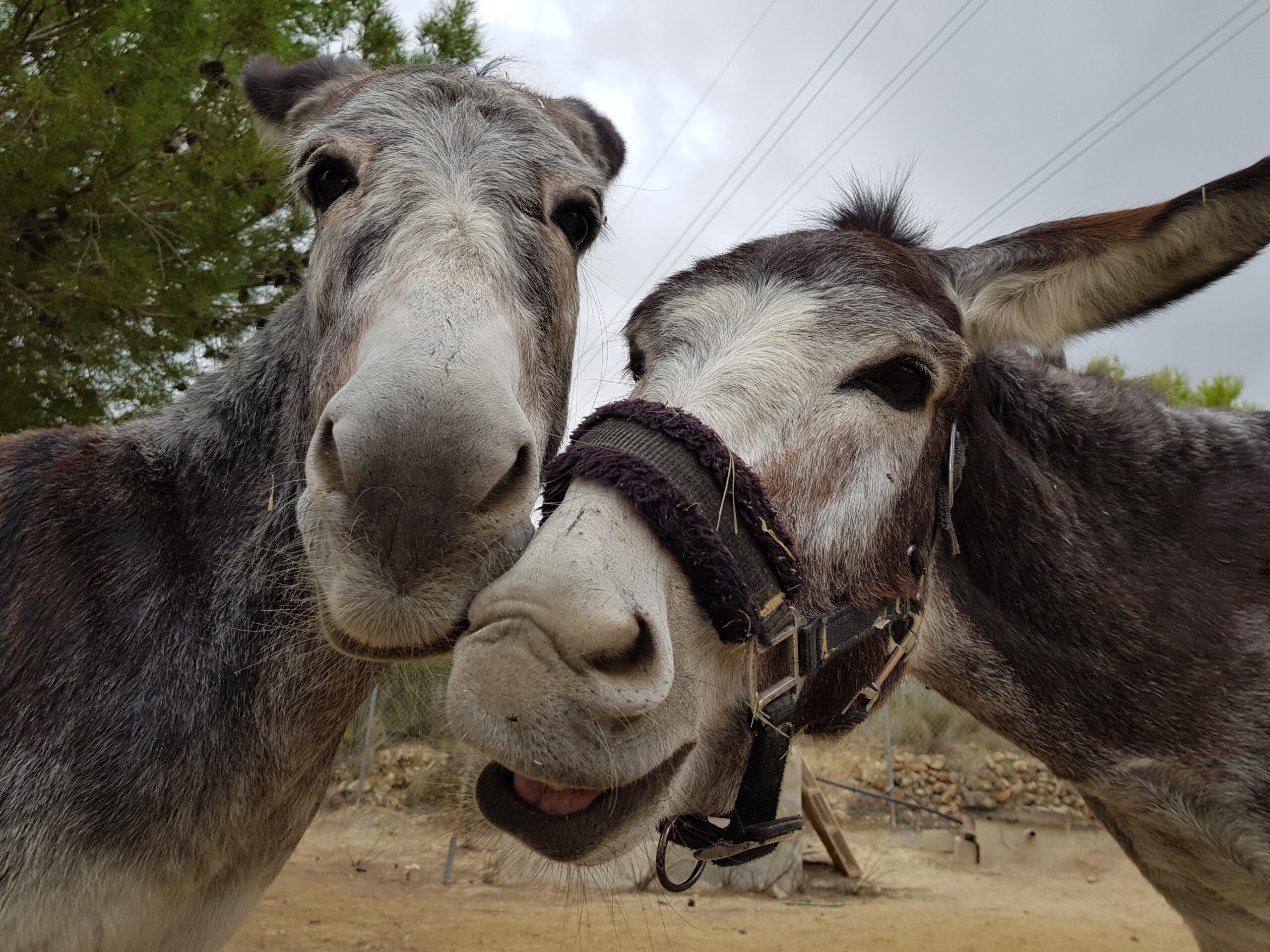 Two donkeys nose to nose, looking closely at the camera